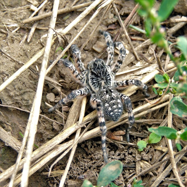 Lycosa singoriensis - szongáriai cselőpók