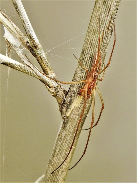 Tetragnatha