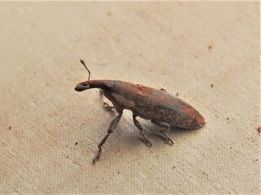 Lixus albomarginatus - fehérszegélyes dudvabarkó