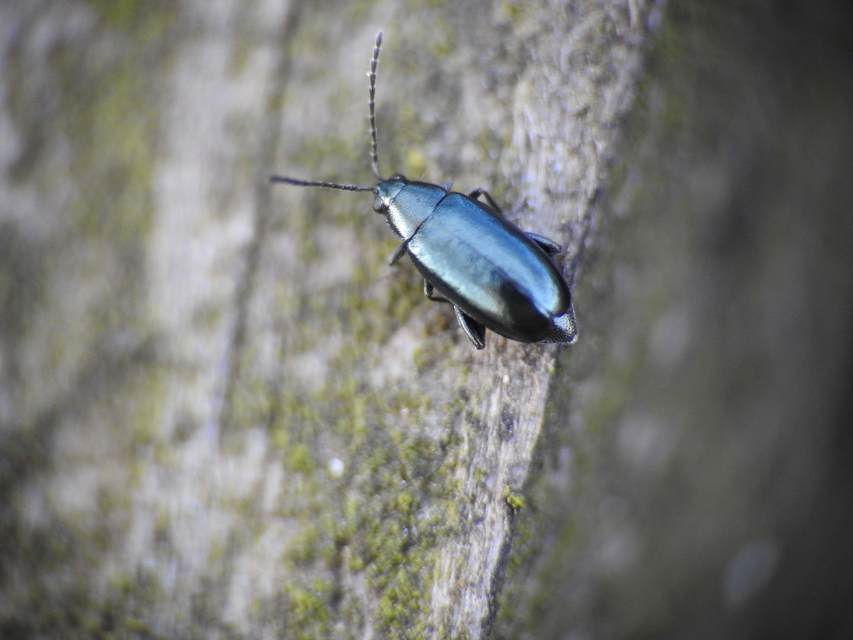 Phyllotreta