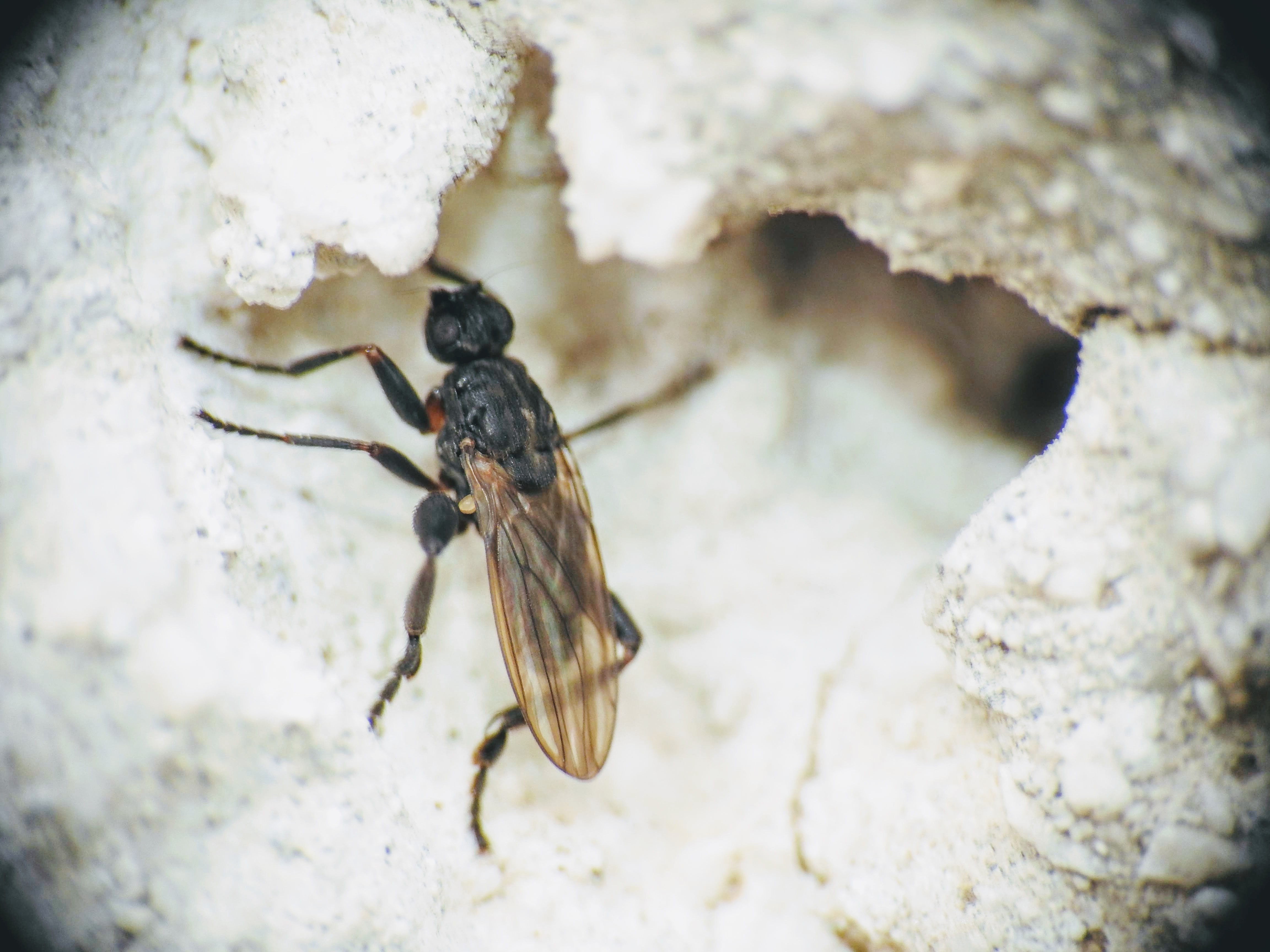 Sphaeroceridae - trágyalegyek