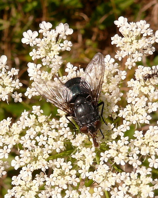 Calliphora vicina - kék dongólégy