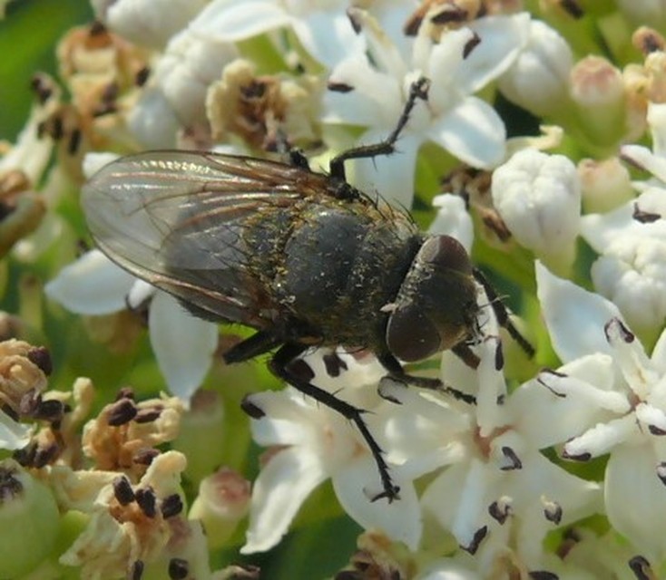 Pollenia