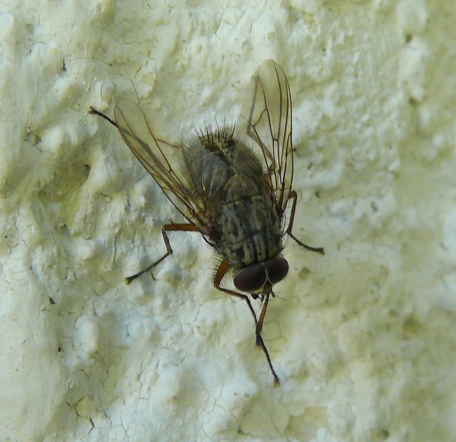 Muscidae - igazi legyek