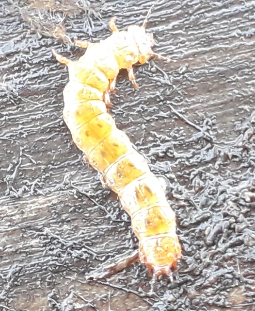 Cucujus cinnaberinus - skarlátbogár