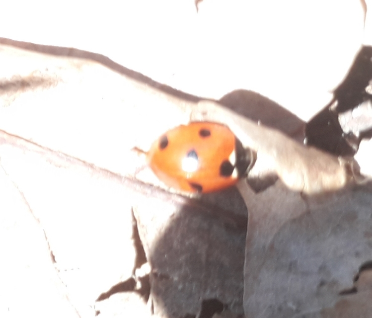 Coccinella septempunctata - hétpettyes katica