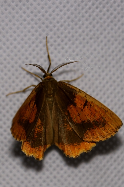 Angerona prunaria - sárga kökényaraszoló