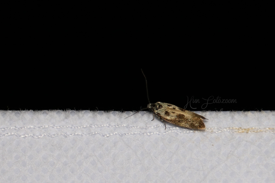 Ethmia quadrillella - gyászos feketemoly