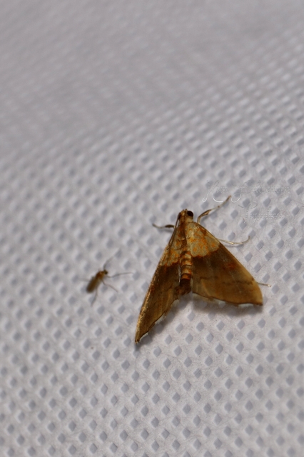 Agrotera nemoralis - ligeti tűzmoly