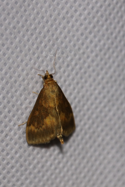 Ostrinia nubilalis - kukoricamoly