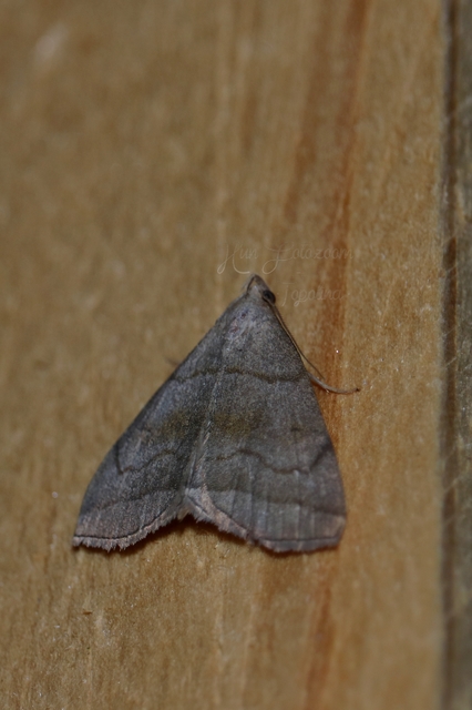Herminia tarsicrinalis - szőröslábú karcsúbagoly