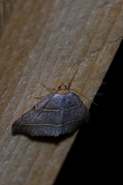 Laspeyria flexula - zuzmóbagoly