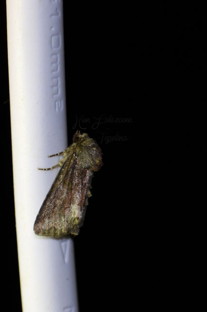 Oligia strigilis/latruncula/versicolor
