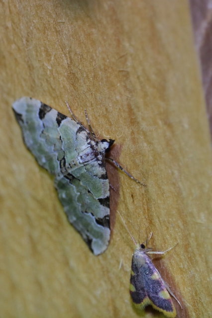 Colostygia pectinataria - zöld levélaraszoló