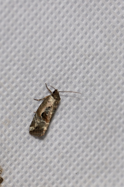 Hapalotis venustula - rózsaszínű mázasbagoly