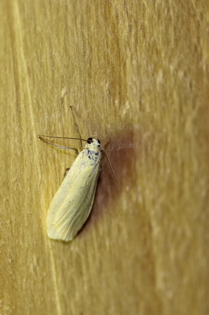 Eilema sororcula - sárga zuzmószövő