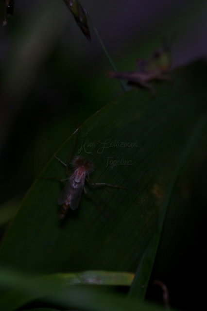 Chironominae