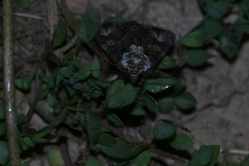 Craniophora ligustri - fagyalbagoly