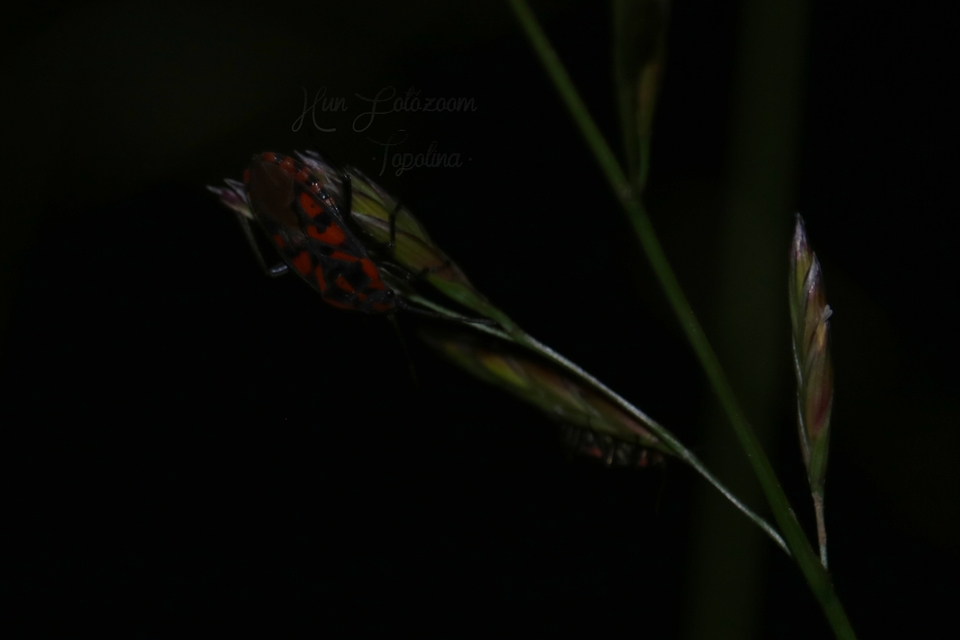 Spilostethus saxatilis - virágbodobács