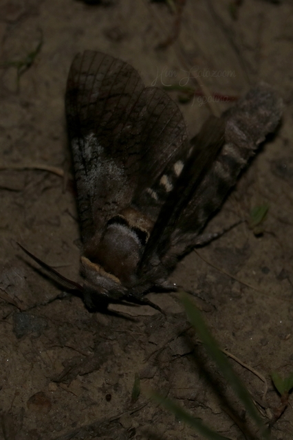Cossus cossus - fűzfarontólepke