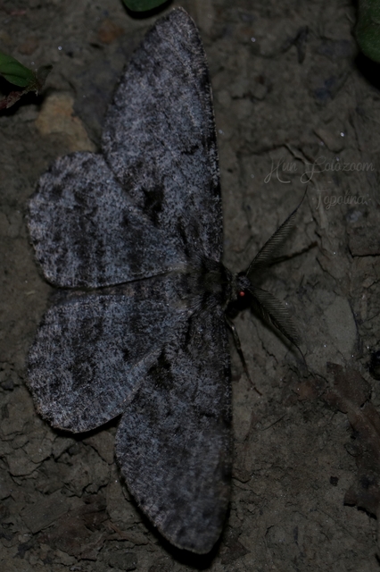 Hypomecis roboraria - nagy tölgyfaaraszoló