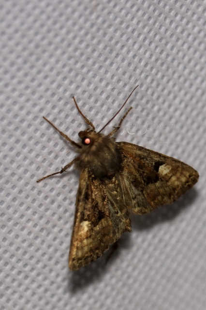 Euplexia lucipara - szeder-csipkésbagoly