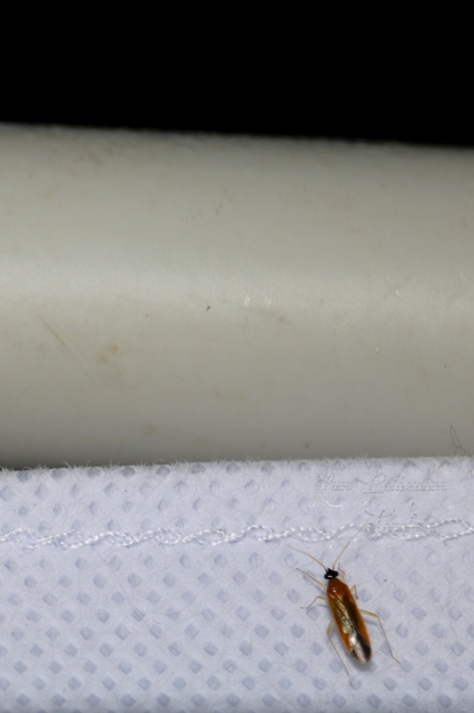 Phylus melanocephalus