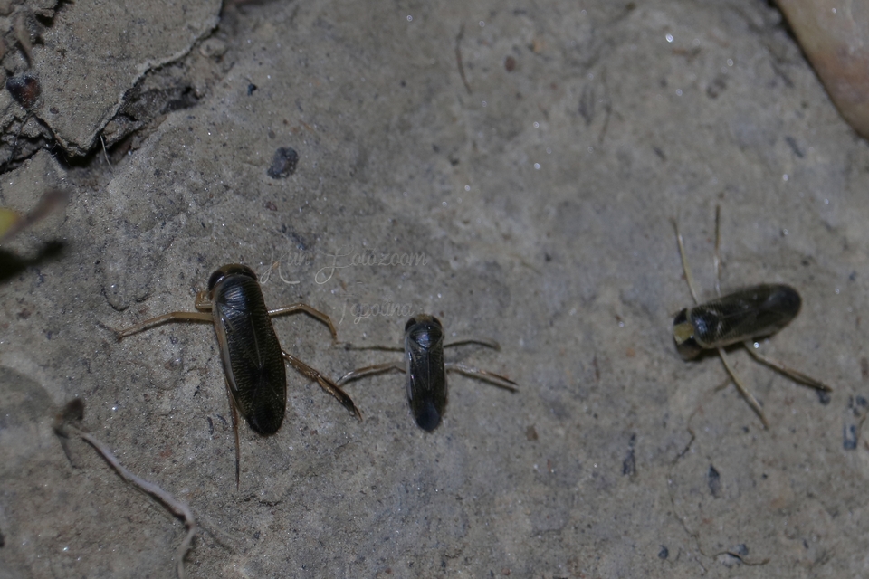Corixidae - búvárpoloskák Corixidae - búvárpoloskák