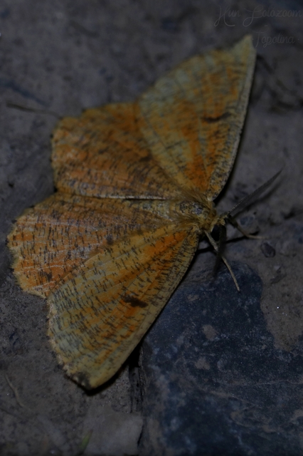 Angerona prunaria - sárga kökényaraszoló