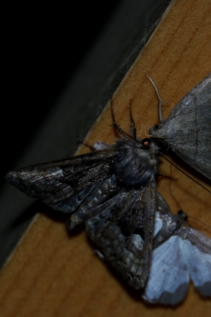 Euplexia lucipara - szeder-csipkésbagoly