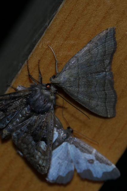 Herminia tarsicrinalis - szőröslábú karcsúbagoly