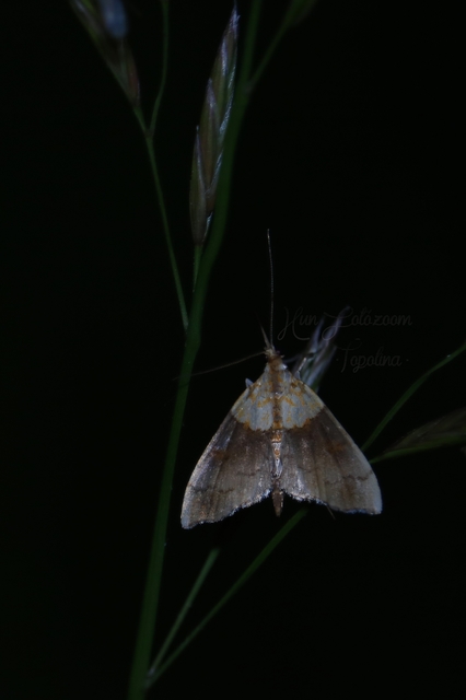 Agrotera nemoralis - ligeti tűzmoly