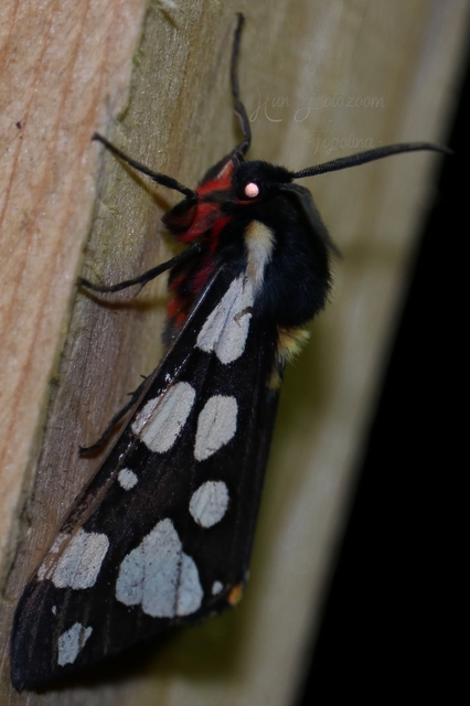 Arctia villica - fekete medvelepke
