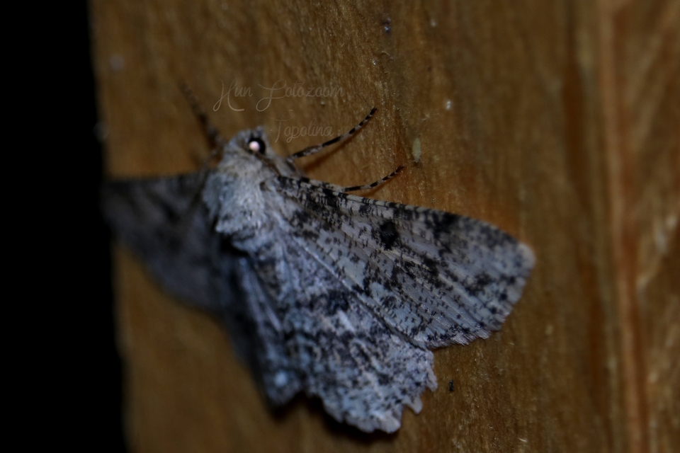 Ascotis selenaria - holdas faaraszoló