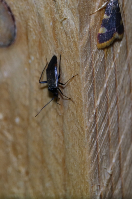 Adelphocoris seticornis - szegélyes mezeipoloska