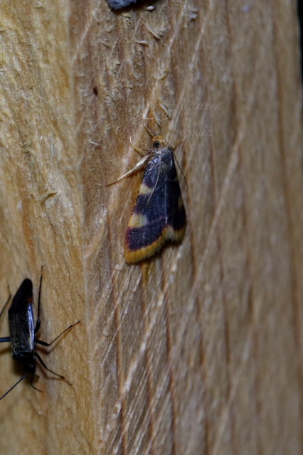 Hypsopygia costalis - szénailonca