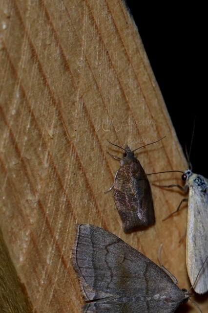 Herminia tarsicrinalis - szőröslábú karcsúbagoly