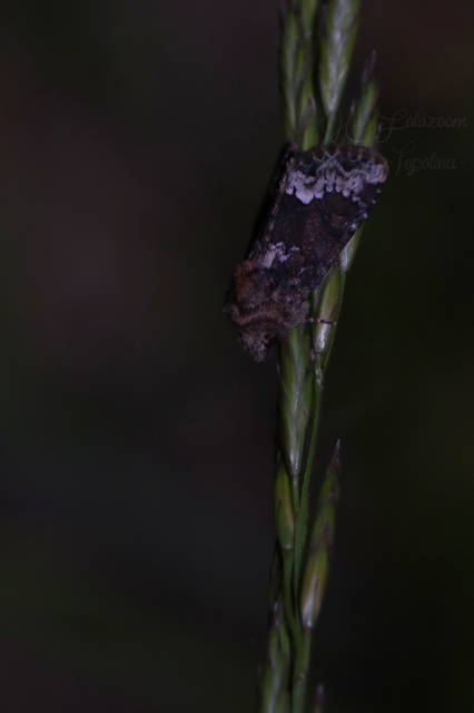 Oligia strigilis - kormos dudvabagoly