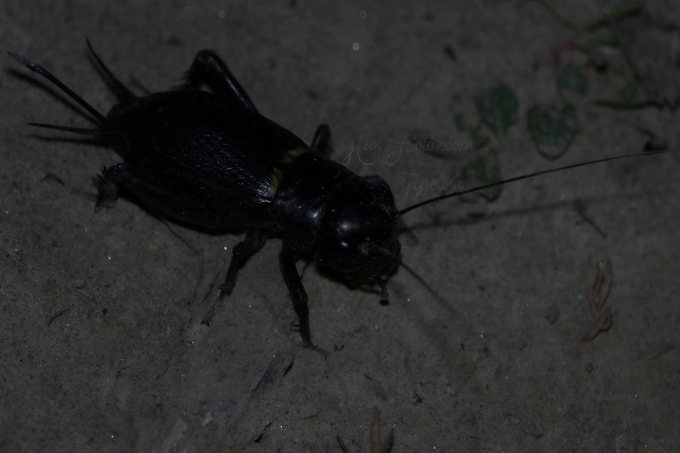 Gryllus campestris - mezei tücsök