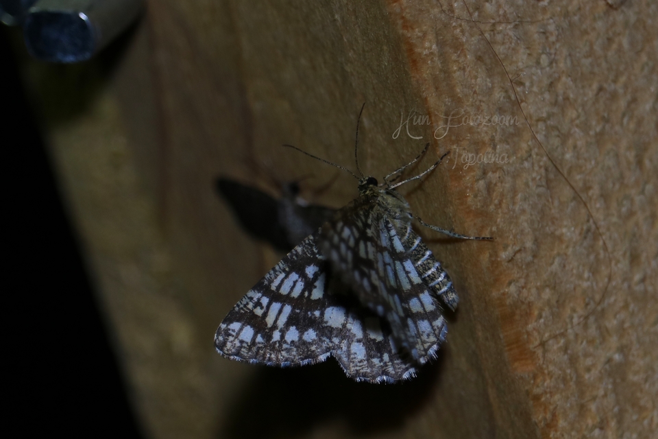 Chiasmia clathrata - rácsos rétiaraszoló