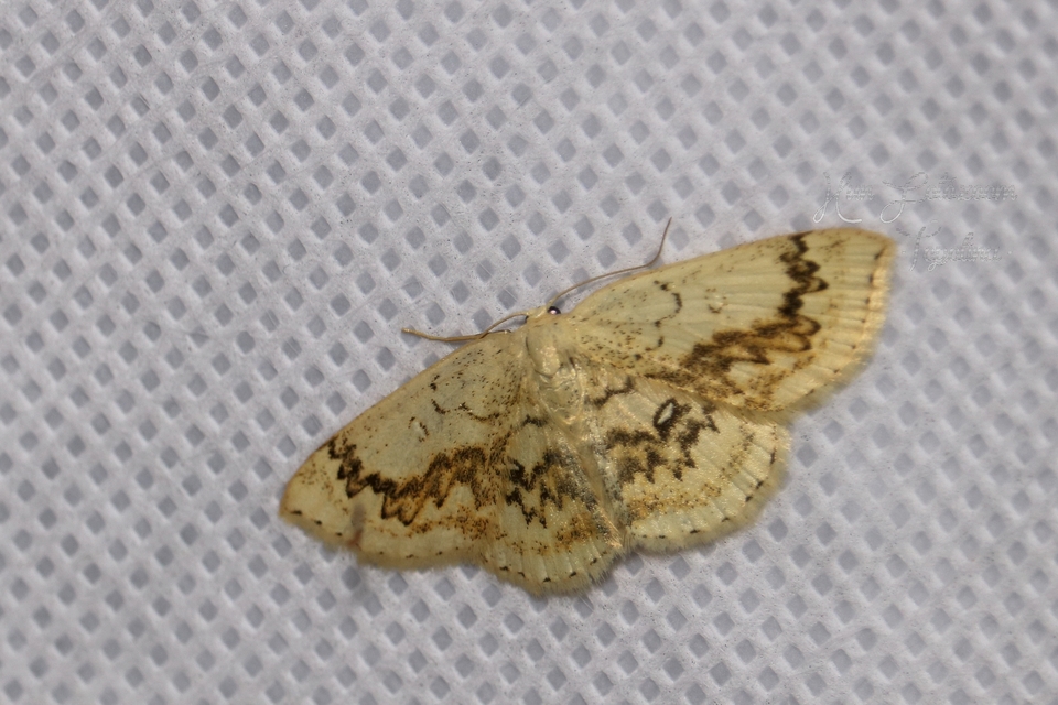 Cyclophora annularia - gyűrűs pettyesaraszoló