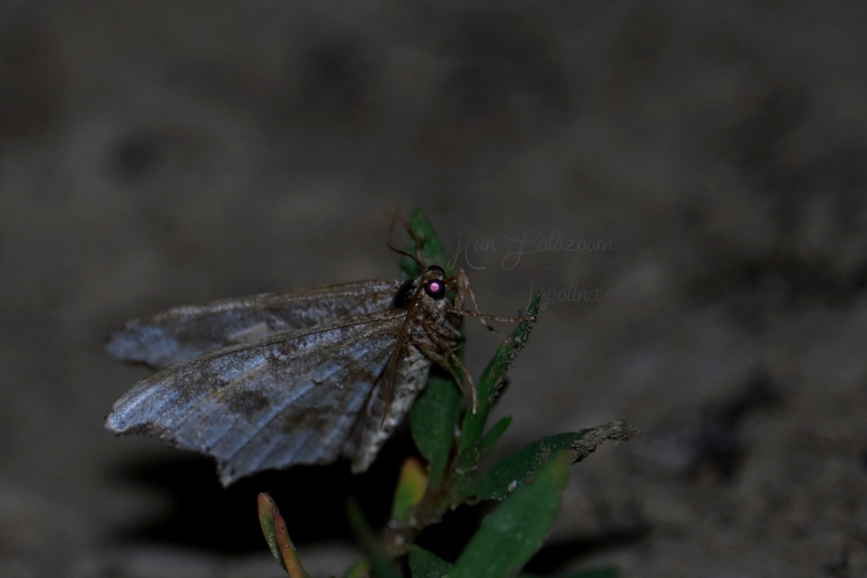 Macaria alternata - közönséges szürkearaszoló