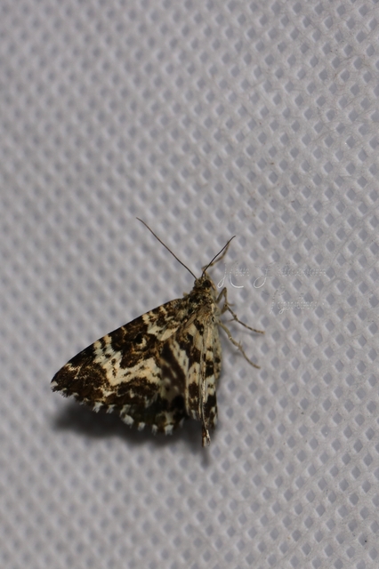 Epirrhoe tristata - gyászos tarkaaraszoló