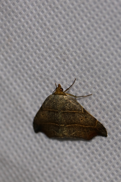 Laspeyria flexula - zuzmóbagoly