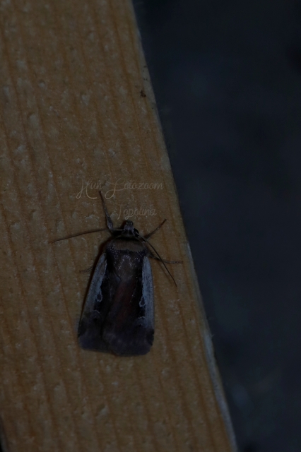 Ochropleura plecta - fehérszegélyű fűbagoly
