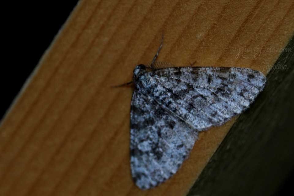 Fagivorina arenaria - bükkfaaraszoló