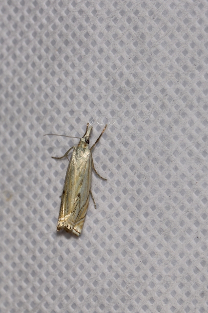 Crambus lathoniellus - mezei fűgyökérmoly