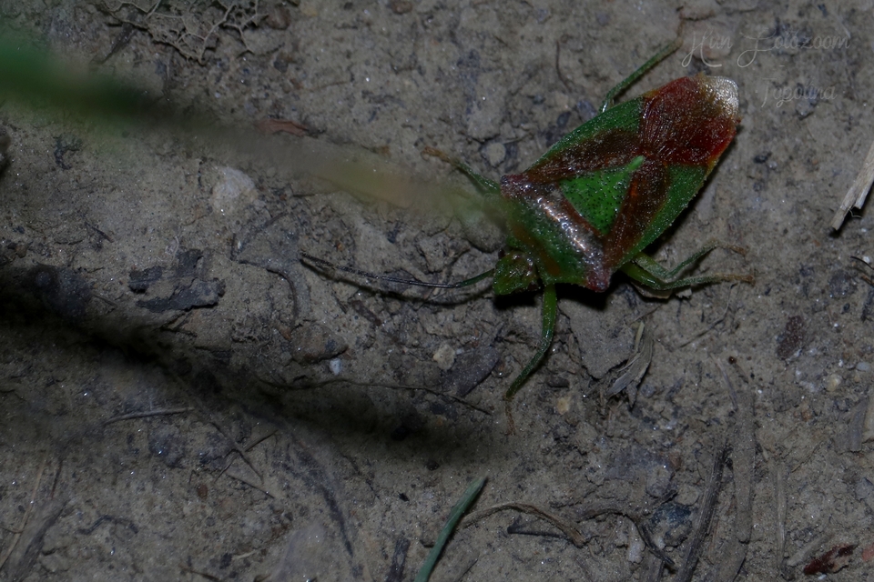 Acanthosoma haemorrhoidale - nagy dajkapoloska Acanthosoma haemorrhoidale - nagy dajkapoloska