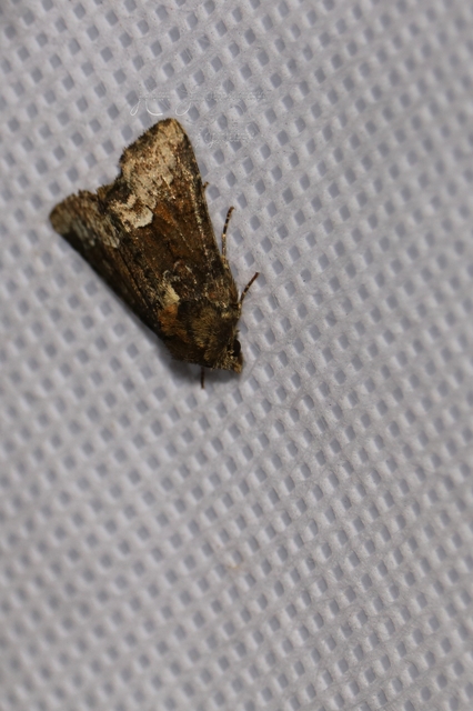 Oligia strigilis - kormos dudvabagoly