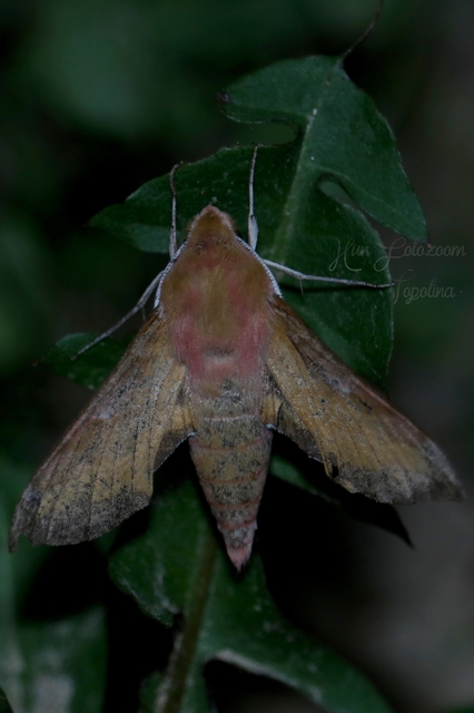 Deilephila porcellus - piros szender